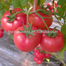 FT072 Boa 250 Gramm wiegt die besten Tomatensamen